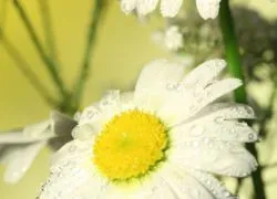 Ромашка в гінекології