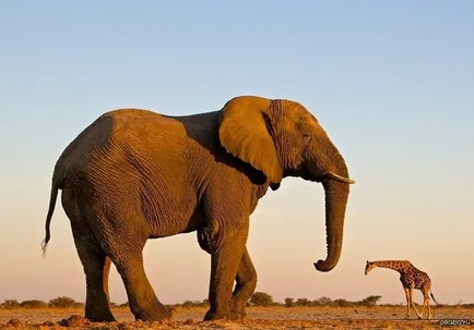 A legnagyobb elefánt a világon