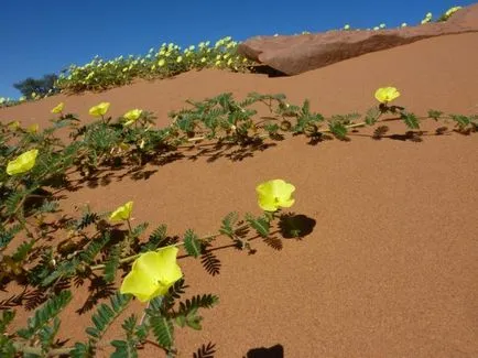 Най-красивите цветя на пустинята