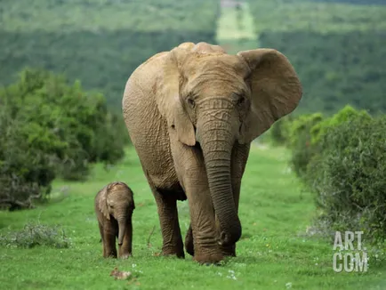 Cel mai mare elefant din lume - topkin, 2017