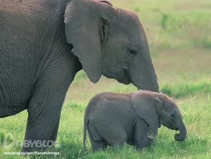 Cel mai mare elefant din lume