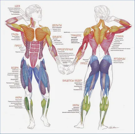 Сайт на плуване мускули плувец - какви са основните мускули работят при навигация