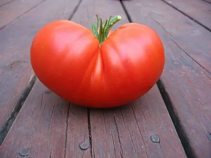 Secretele de îngrijire pentru tomate înalt