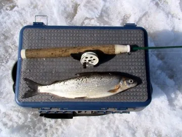 Бяла риба - улов на бяла риба в Ленинград Област Shiga-интересните факти за всички видове начини за улов на риба и места