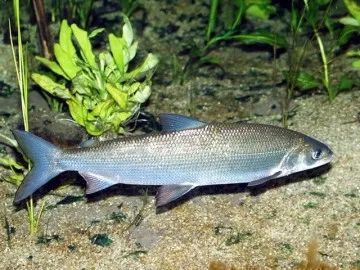 Whitefish - fogása fehérhúsú a leningrádi régióban Shiga érdekes tény a mindenféle módon a halakra és helyek