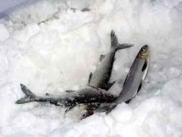 Whitefish - fogása fehérhúsú a leningrádi régióban Shiga érdekes tény a mindenféle módon a halakra és helyek