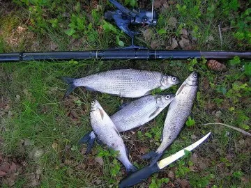 Whitefish - fogása fehérhúsú a leningrádi régióban Shiga érdekes tény a mindenféle módon a halakra és helyek