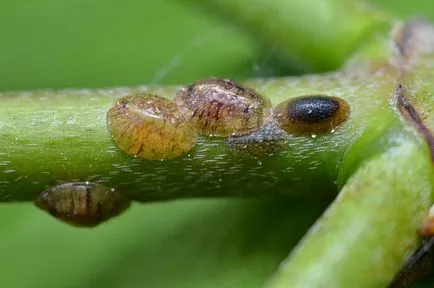 insecte Scala de pe plante de interior cum să lupte