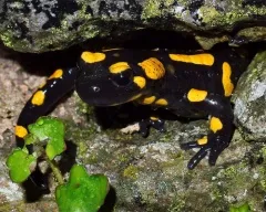 broaște de tomate în captivitate (dyscophus antongilii), îngrijire microhylidae tomate fotografie,