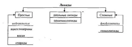 Съставът, свойствата и функцията на липиди в тялото