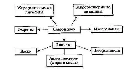 Съставът, свойствата и функцията на липиди в тялото