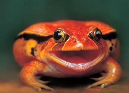 broaște de tomate în captivitate (dyscophus antongilii), îngrijire microhylidae tomate fotografie,