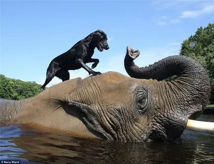 A kutya és az elefánt - a legjobb barátok (videó), novellák hosszú tacskó