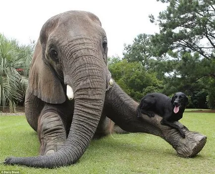 Câinele și elefant - cei mai buni prieteni (video), povestiri scurte Teckel lung