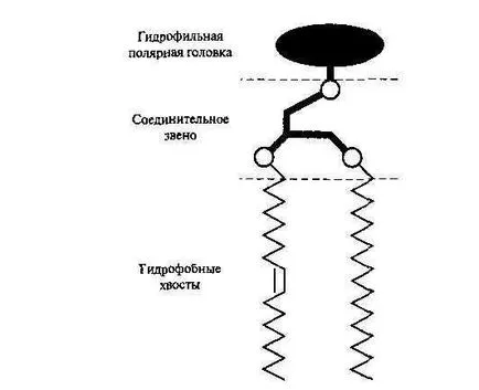 Съставът, свойствата и функцията на липиди в тялото