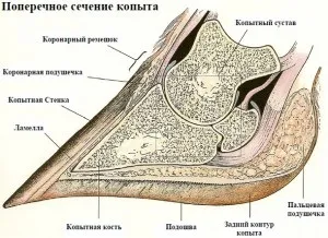 Будова копита корови, профімол (копита) Будова копита корови, профімол