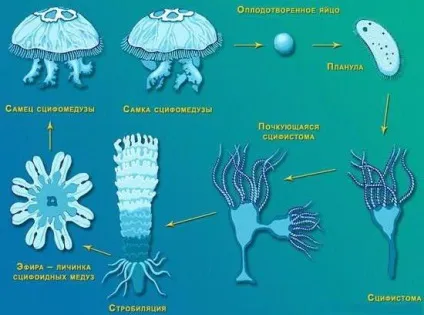 будова медузи