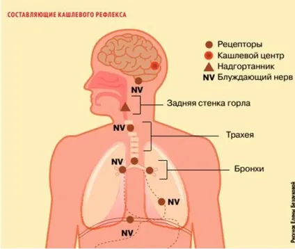 Сухий кашель лікування народними засобами швидко у дорослого і дітей в домашніх умовах, як (кашель) Сухий кашель лікування народними засобами швидко у дорослого і дітей в домашніх умовах, як