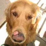 Стафилокок инфекция при кучета и лечение на снимки, куче Чихуахуа, се предава на хората, симптомите