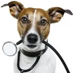 Staphylococcus fertőzés kutyáknál és kezelésére fotók, egy kutya Chihuahua, át az emberre, a tünetek