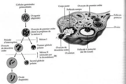 Spermatogenezis - studopediya