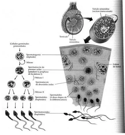 Spermatogenezei - studopediya