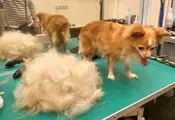 Dog Grooming в Москва
