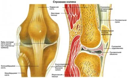 Структурата на коляното - най-комплекс става