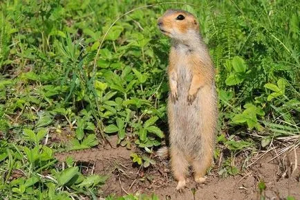 Gopher снимка и описание на животното