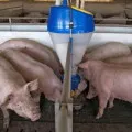 Свине - вторият най-важен отрасъл в животновъдството, селското стопанство