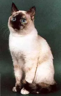 Thailanda, pisica rase