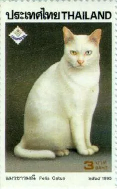 Thailanda, pisica rase