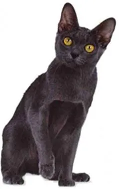 Thai котка - описание порода, природата на заболяването и снимка Thai котката - дискусия