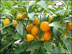 Scheme ellátás citrus