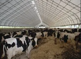 Sertés - a második legfontosabb iparág állattenyésztés, mezőgazdaság