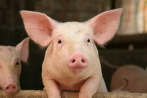 Свине - вторият най-важен отрасъл в животновъдството, селското стопанство