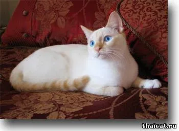 Тайські кішки і котенята