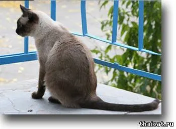 Тайські кішки і котенята