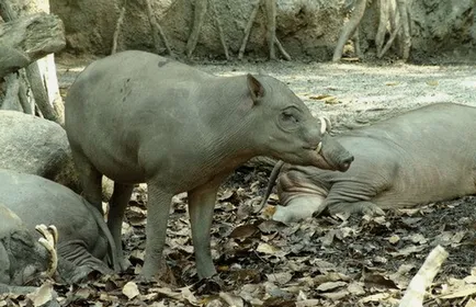 Pig-szarvas Sulawesi - babirussza