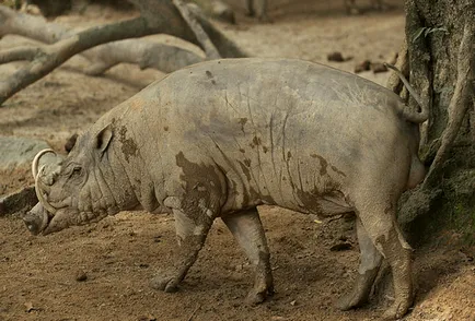 Pig-szarvas Sulawesi - babirussza