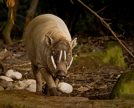 Porc-cerb Sulawesi - BURU Babirusa