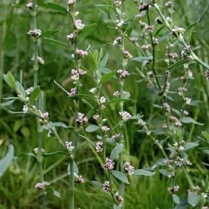 Herbs visszerek a lábak, amelyeket használnak, és azok terápiás tulajdonságokkal, valamint a jellemzők