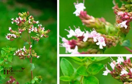 Grass oregano (oregánó)