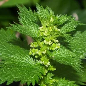 Herbs visszerek a lábak, amelyeket használnak, és azok terápiás tulajdonságokkal, valamint a jellemzők