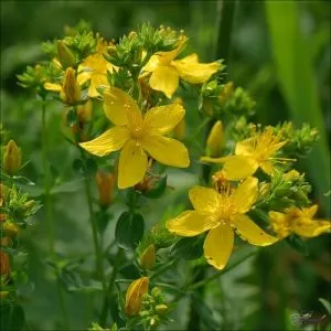 Herbs visszerek a lábak, amelyeket használnak, és azok terápiás tulajdonságokkal, valamint a jellemzők