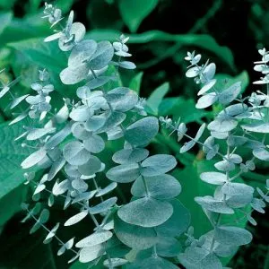 Herbs visszerek a lábak, amelyeket használnak, és azok terápiás tulajdonságokkal, valamint a jellemzők