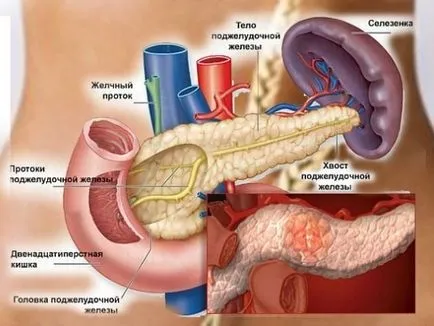 Uzi lecturi de splină, standarde, decodare, pregătirea și modul în care este