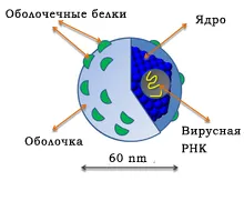 Hepatitis C vírus (HCV, HCV)