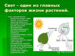 Ефектът на светлина върху растения