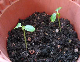 Cultivarea semințelor de papaya